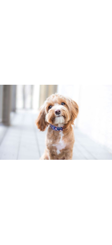 Dog3 220x480 jpg