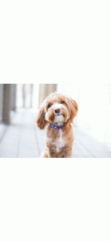 Dog3 220x480 jpg