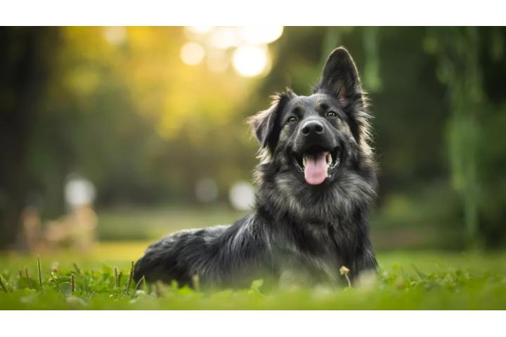 Dog 3 720x480 jpg